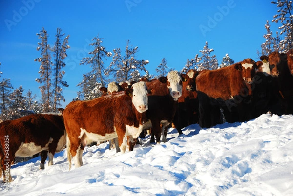 Obraz cattle