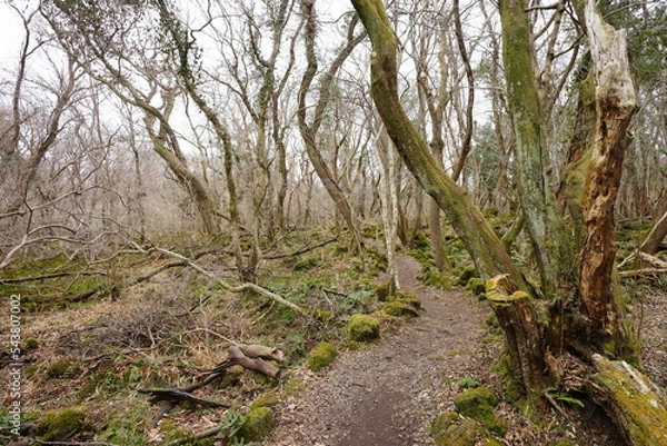 Fototapeta mossy old trees and vines in wild forest