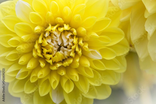 Obraz ダリア　レモン・クリーム