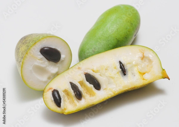 Obraz ポポーの実　白背景