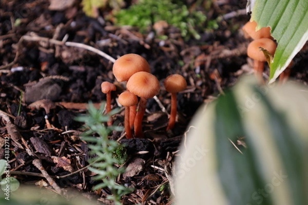 Obraz Little orange mushrooms growing in the forest