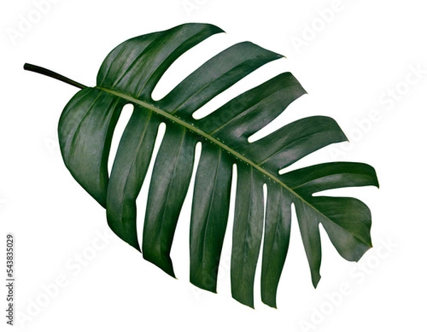 Fototapeta tropical leaf isolated on transparent background