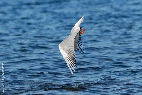 Obraz diving seagull