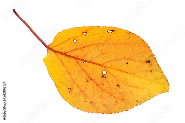 Obraz Dry autumn leaf on white
