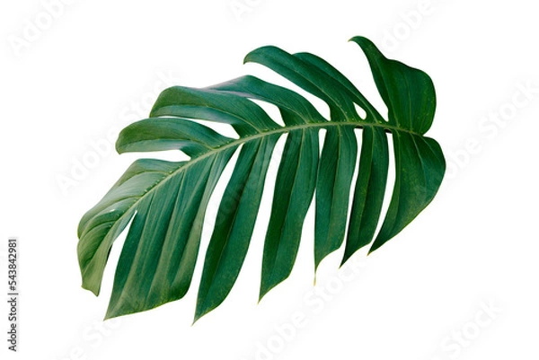 Obraz tropical leaf isolated on transparent background for design element