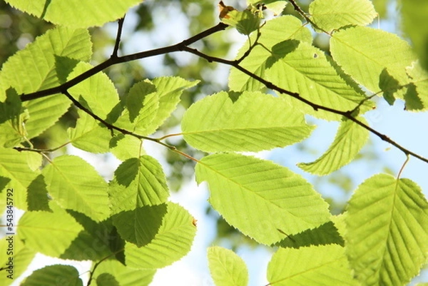 Obraz Green leaves and sun.