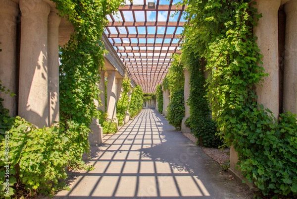 Obraz Columns with ivy in a row. Colonnade perspective.