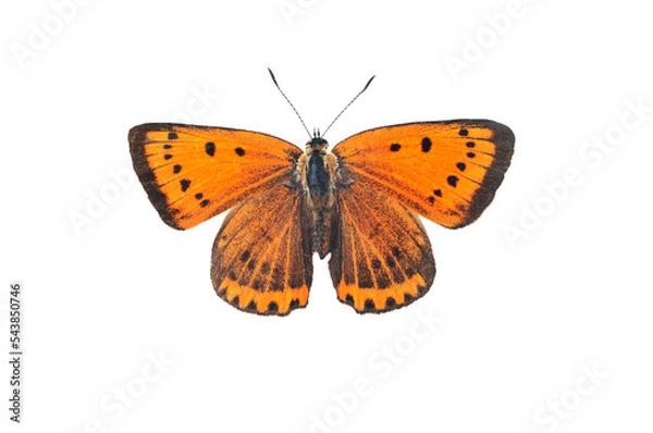 Obraz Large copper butterfly, isolated on transparent background