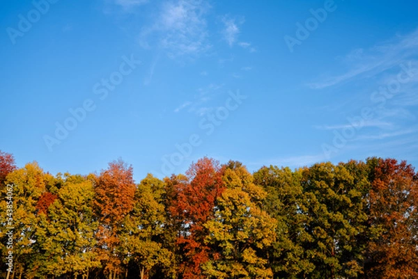 Obraz autumn trees and sky