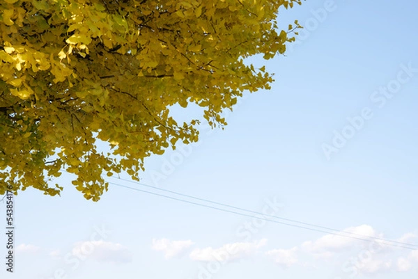 Fototapeta yellow maple leaves