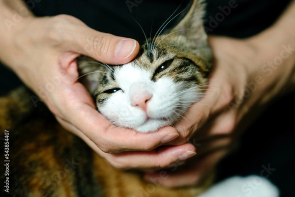 Fototapeta cat in hands