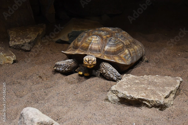 Obraz big old turtle in the sand	
