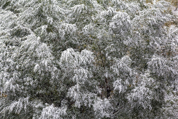 Fototapeta Background in the form of foliage of willow trees sprinkled with wet heavy snow.