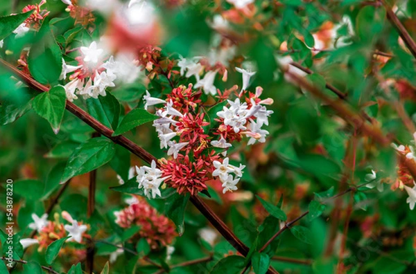 Fototapeta the beautiful Abelia flower bush