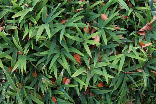 Fototapeta 密集した葉
