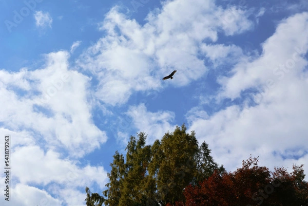 Fototapeta 青空と鳥