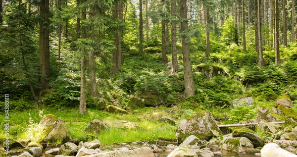 Obraz forest in spring