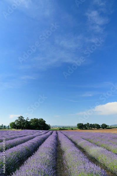 Fototapeta lavender fields