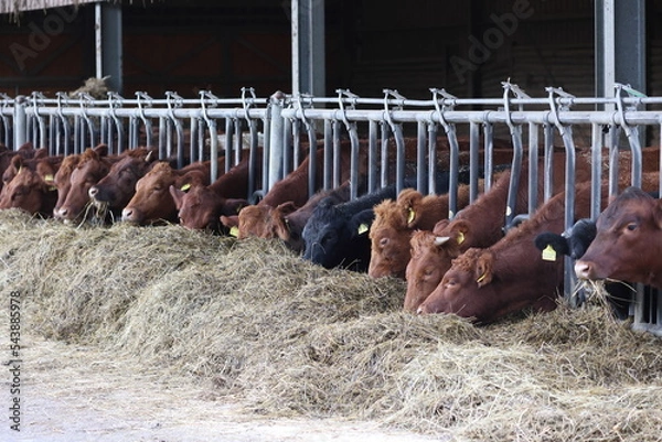 Obraz angus cows feeding on hey on a organic farm in germany