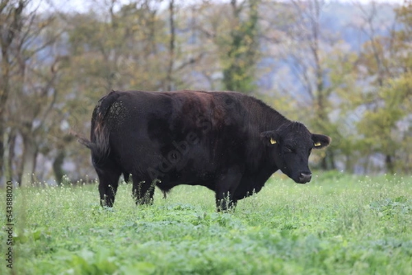 Obraz black angus bull in a meadow with green grass