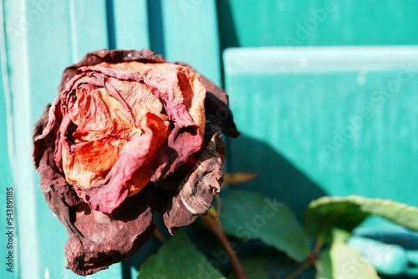 Fototapeta querformat, vertrocknete, dunkelrote rose vor blauem hintergrund