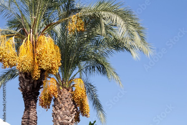 Fototapeta Date palm on the background of blue sky. Date palm tree on a blue sky background on a sunny day