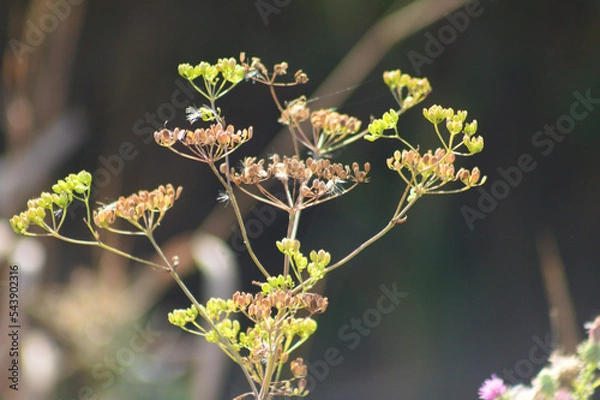 Fototapeta Closeup of green and brown parsnip seeds with selective focus on foreground