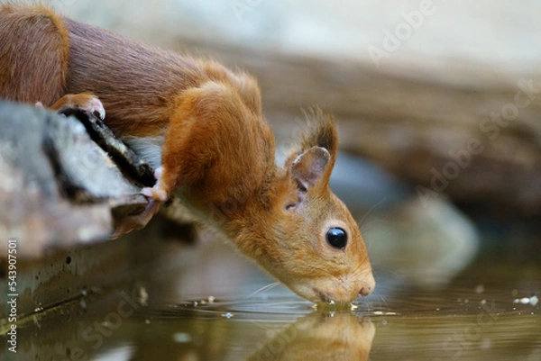 Fototapeta Red squirrel drinking water from a puddle in the forest