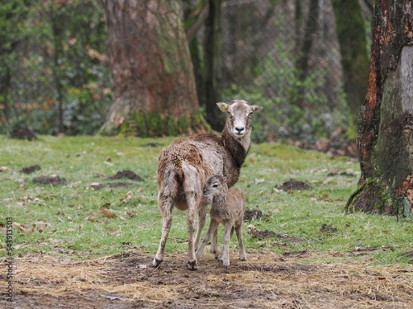Obraz Wildschaf (Mufflon) mit eintägigem Lamm