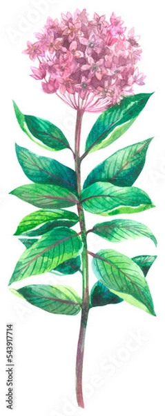 Obraz Common milkweed wildflower