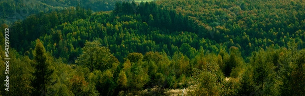 Obraz Dark green forest landscape	
