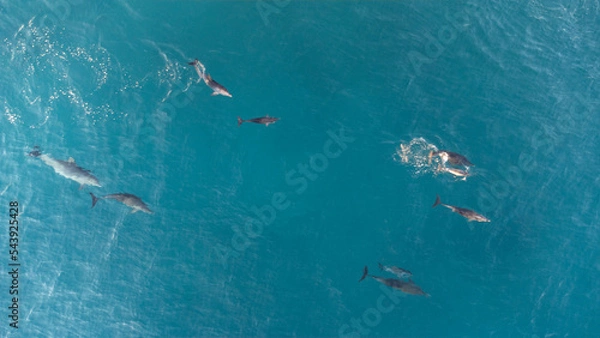 Obraz Dolphin drone overhead 2