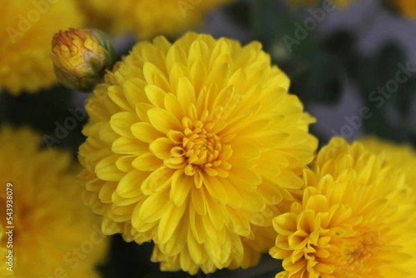 Obraz Image of a yellow chrysanthemum flower.