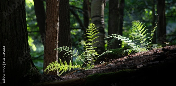 Obraz Forest of ferns