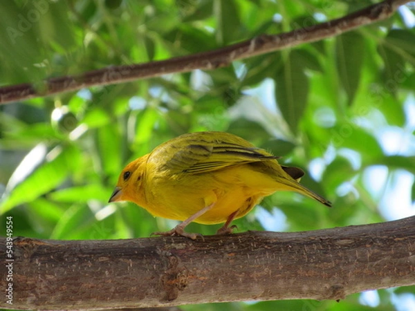 Fototapeta Cute yellow and gray bird sitting on tree branch. Yellow canary singing on the branch.