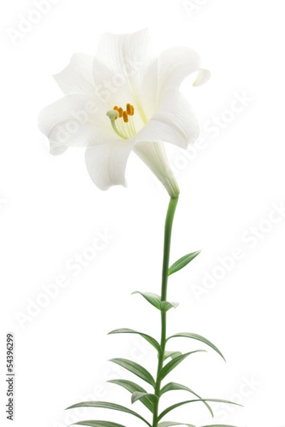 Obraz White lily isolated on white background