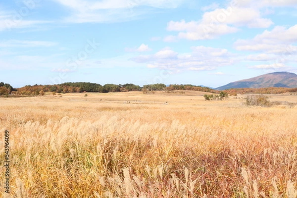 Obraz タデ原湿原