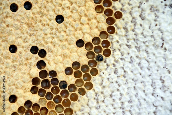 Obraz Cadre abeilles miel