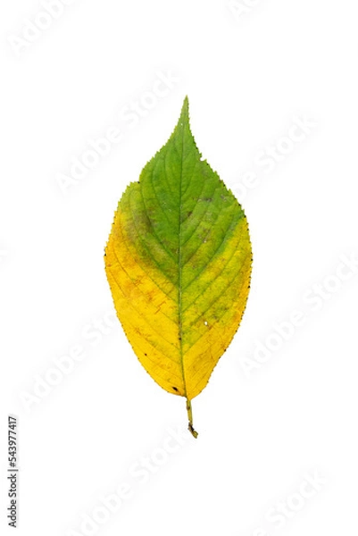 Obraz 落葉（黄緑）