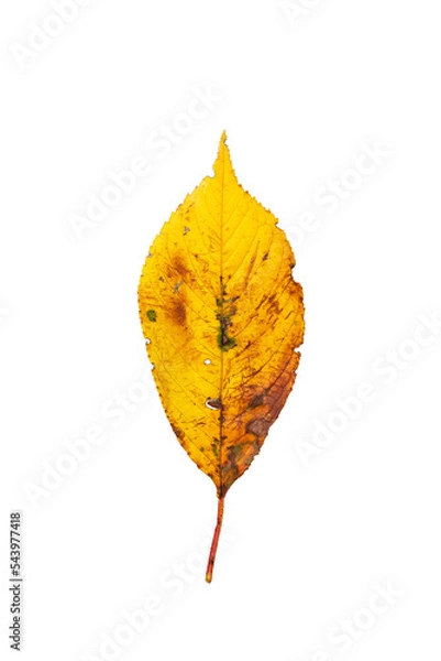 Obraz 落葉（黄葉）