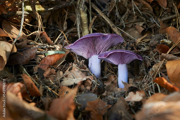 Obraz Lepista nuda edible mushroom