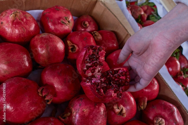 Fototapeta A woman chooses a pomegranate from a cardboard box in the market. The girl holds in her hand a ripe pomegranate cut into pieces. Selective focus.