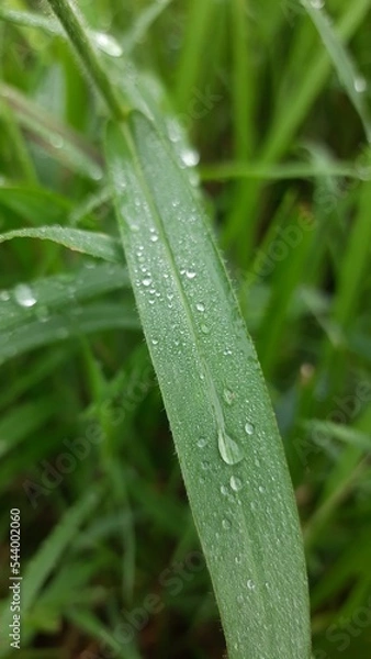 Obraz water drops on a grass