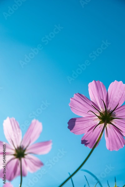 Obraz 青空　コスモス
