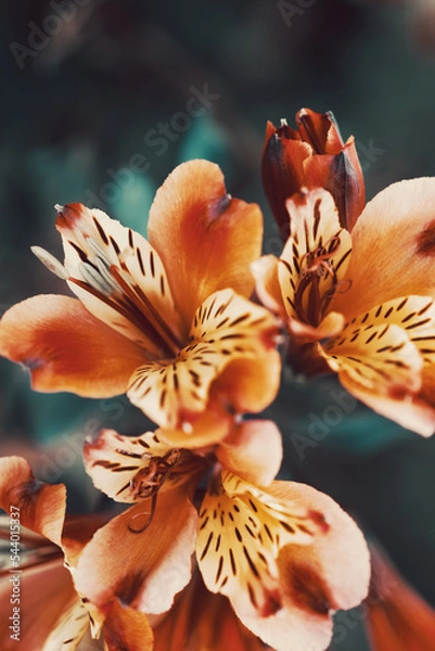 Fototapeta Fleur de la nature