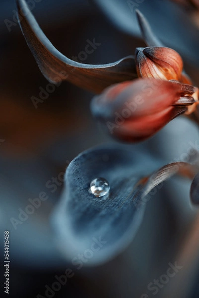 Fototapeta Fleur de la nature