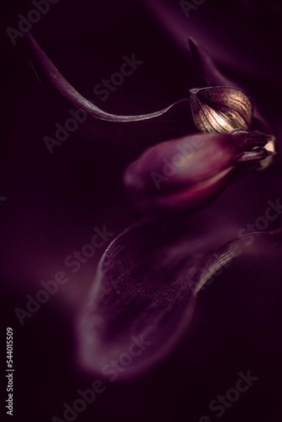 Fototapeta Fleur de la nature