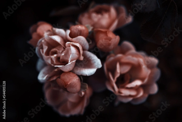 Fototapeta Fleur de la nature