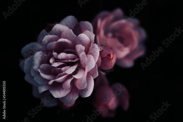 Fototapeta Fleur de la nature