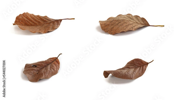 Obraz Dry brown leaves.